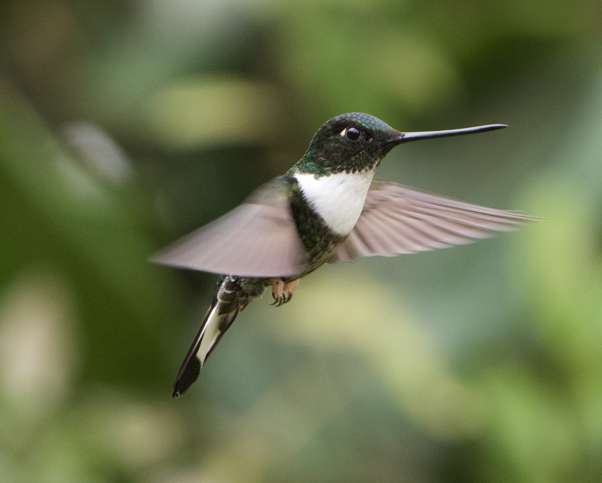 Collared Inca (Collared) - ML646079577