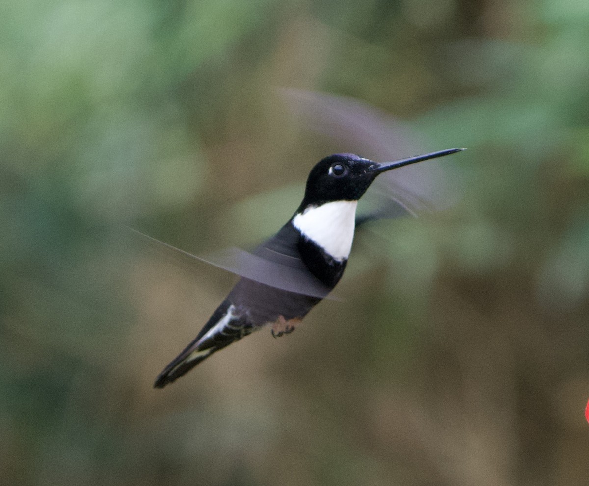 Collared Inca (Collared) - ML646079580