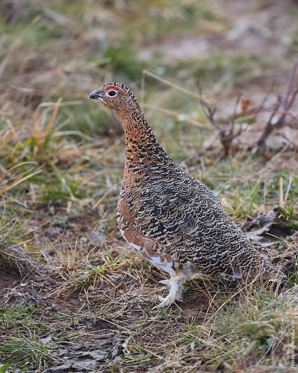 Willow Ptarmigan - ML646079587