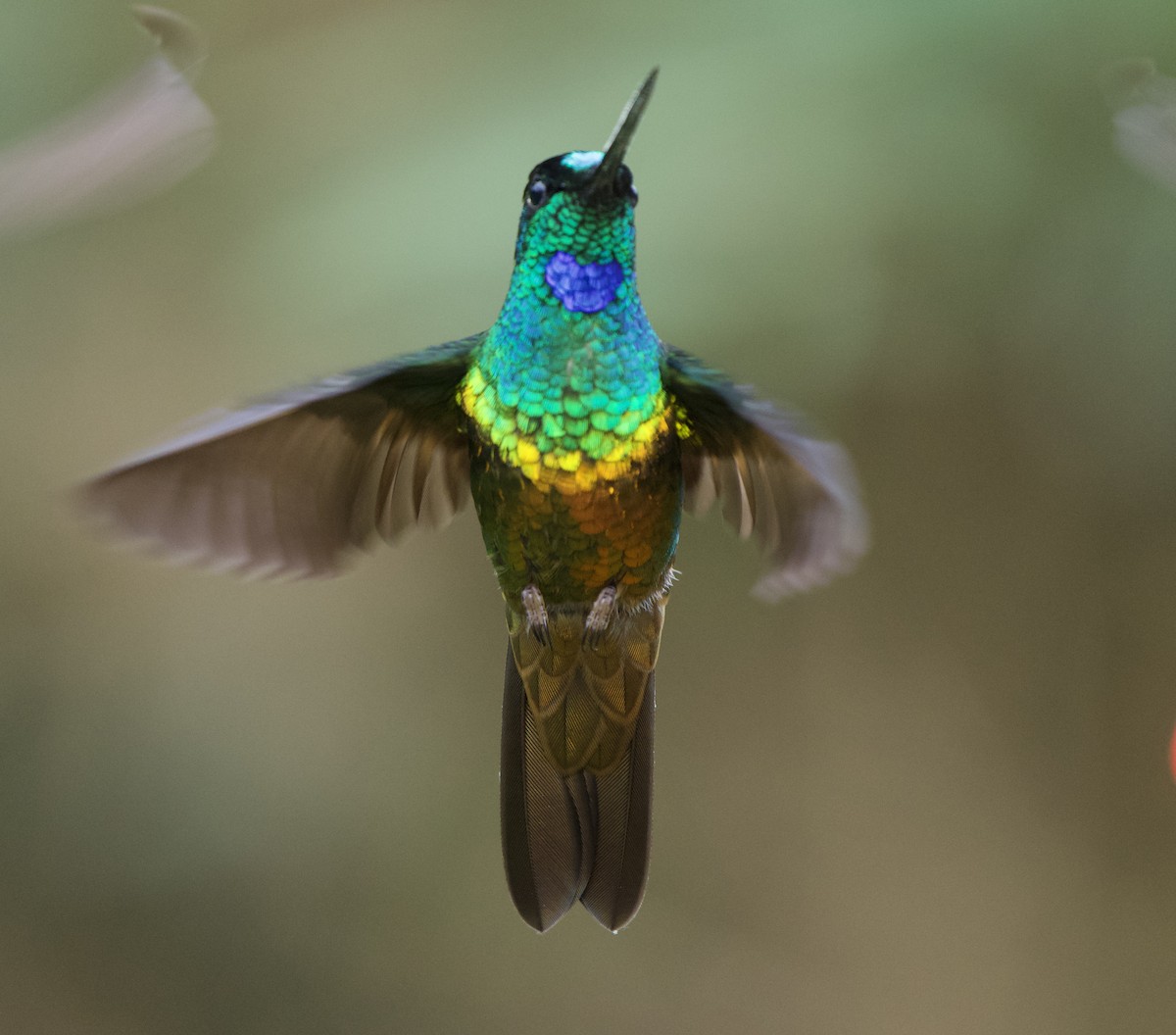 Golden-bellied Starfrontlet - ML646079588