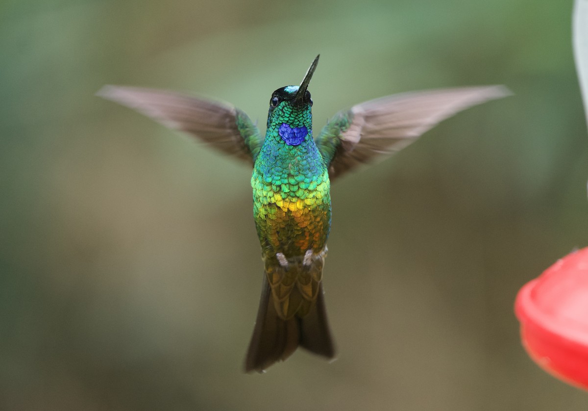 Golden-bellied Starfrontlet - ML646079592