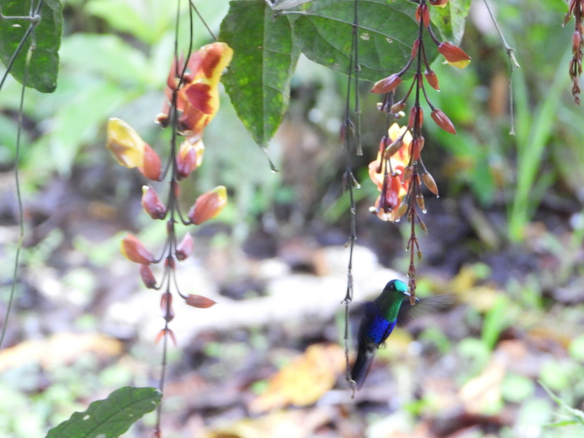 Crowned Woodnymph - ML646079594