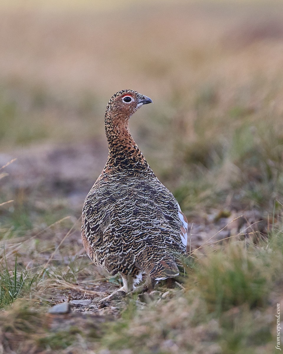 Willow Ptarmigan - ML646079595