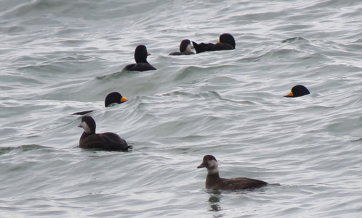 turpan žlutozobý - ML646079612