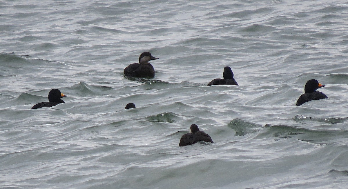 turpan žlutozobý - ML646079613