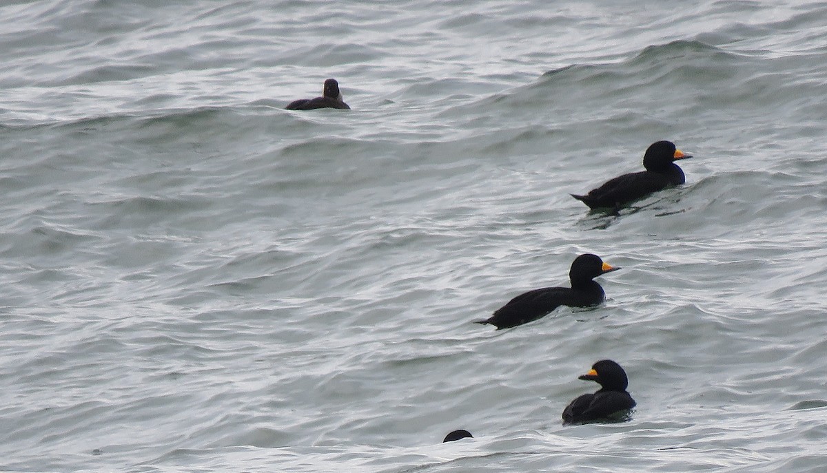 turpan žlutozobý - ML646079614