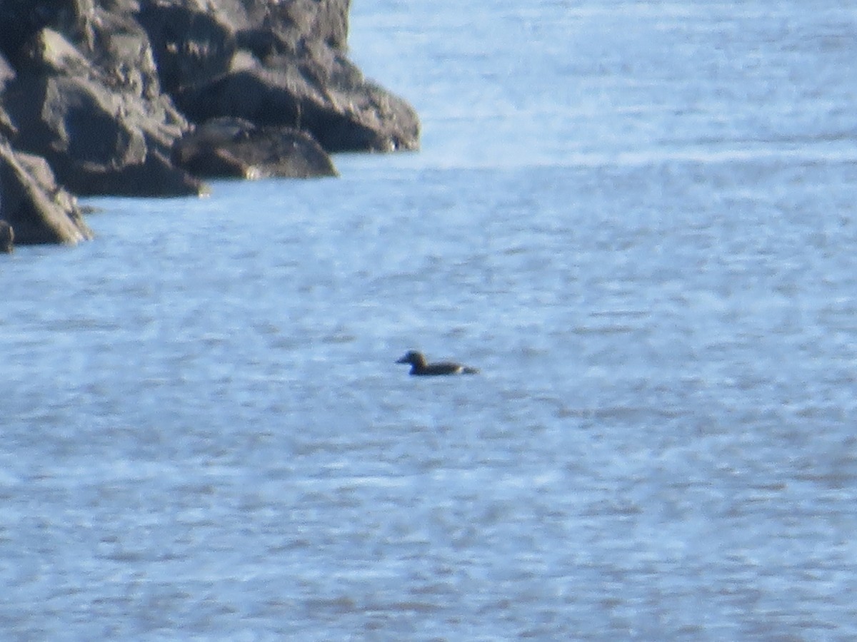 Macreuse à ailes blanches - ML646079626