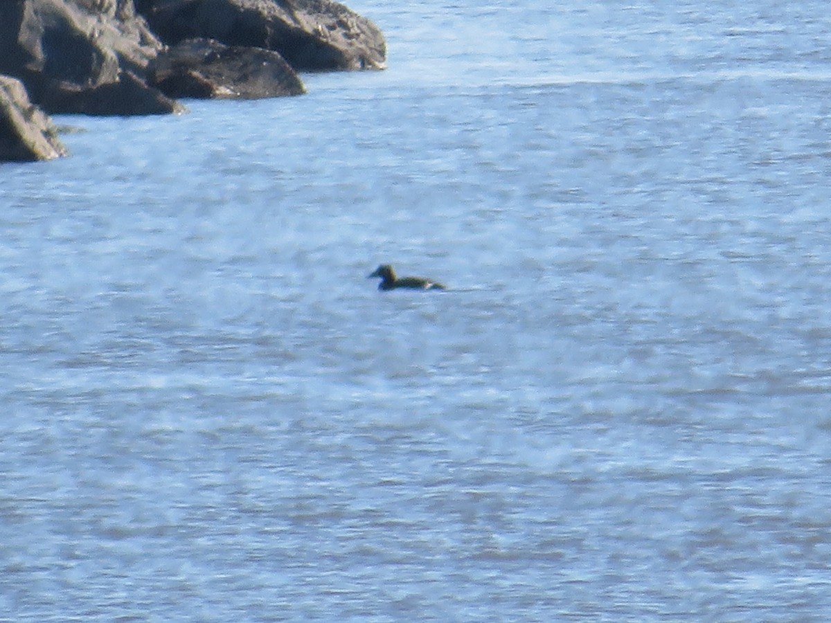 Macreuse à ailes blanches - ML646079628