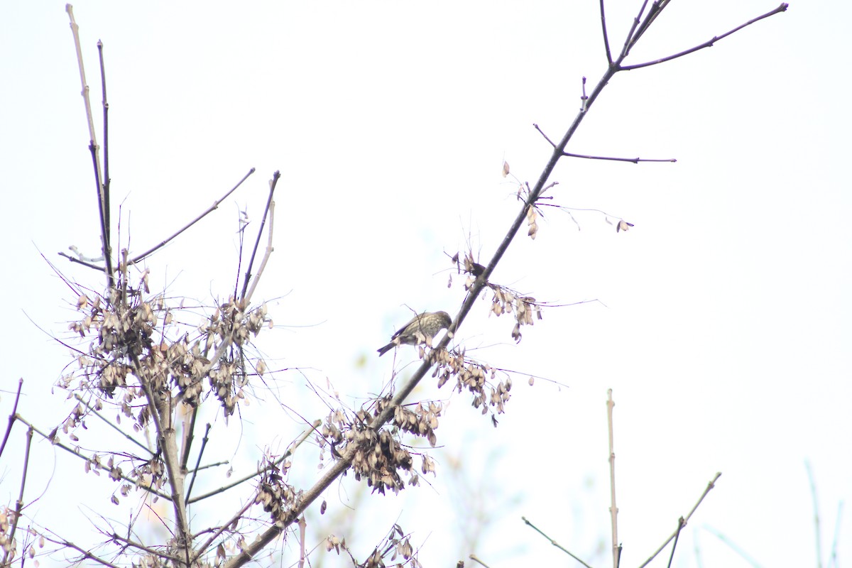 Camachuelo Purpúreo - ML646079630