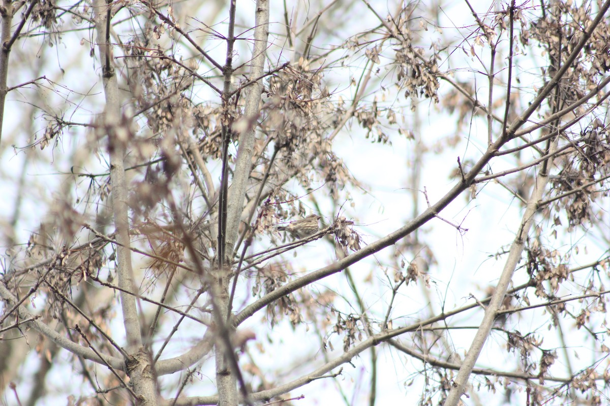 Camachuelo Purpúreo - ML646079631