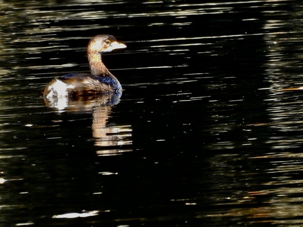 Bindentaucher - ML646079635