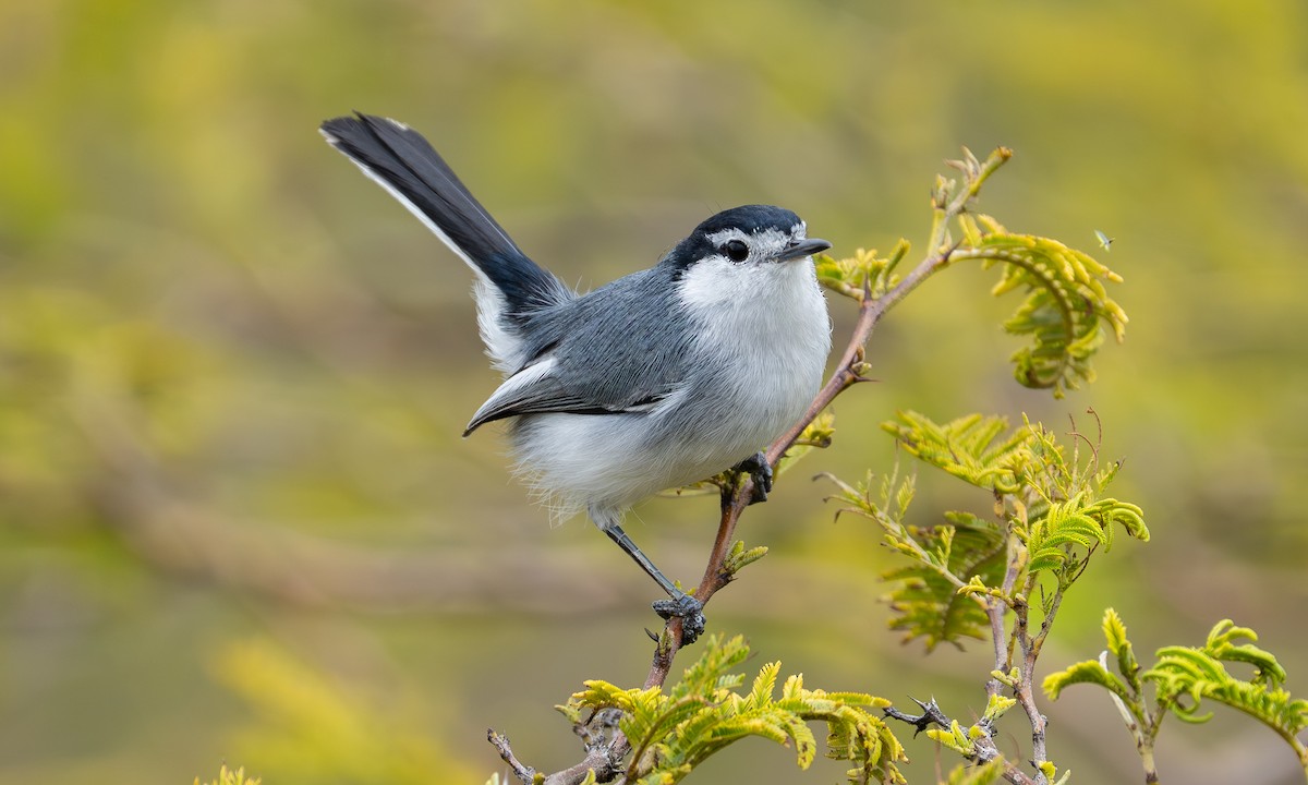 Marañon Gnatcatcher - ML646079641