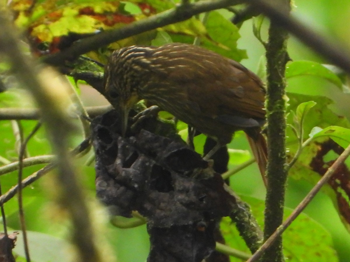 Lineated Foliage-gleaner - ML646079642