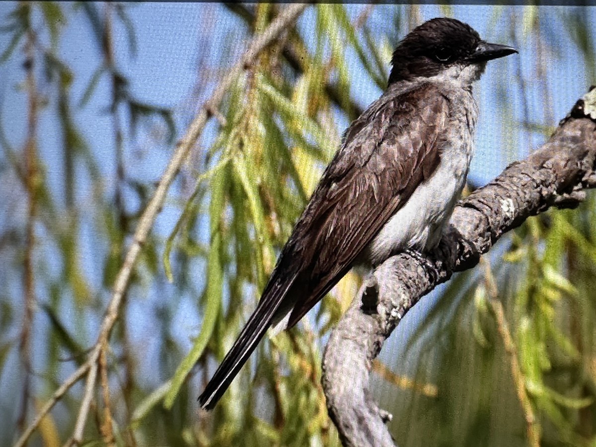 טירן מזרחי - ML646079646
