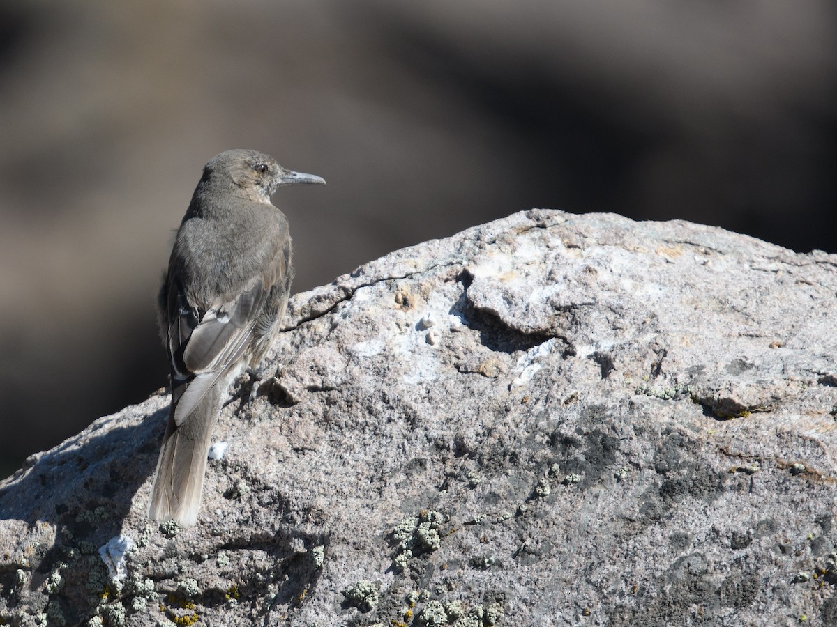 Гохо гірський - ML646079648