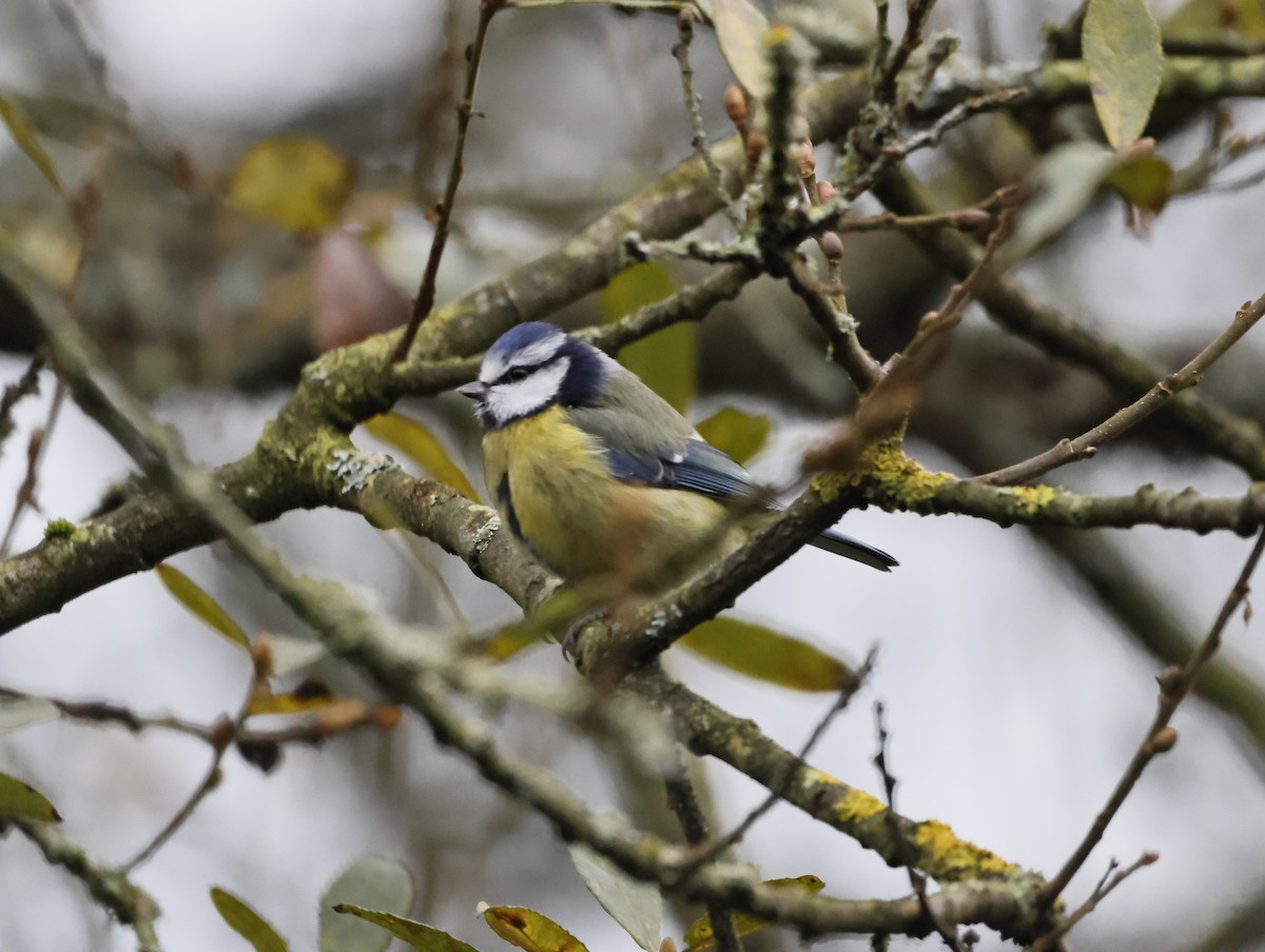 Herrerillo Común - ML646079649