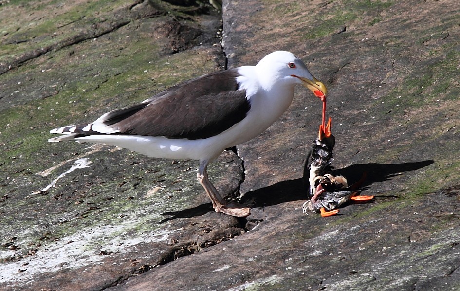 Great Black-backed Gull - ML646079650