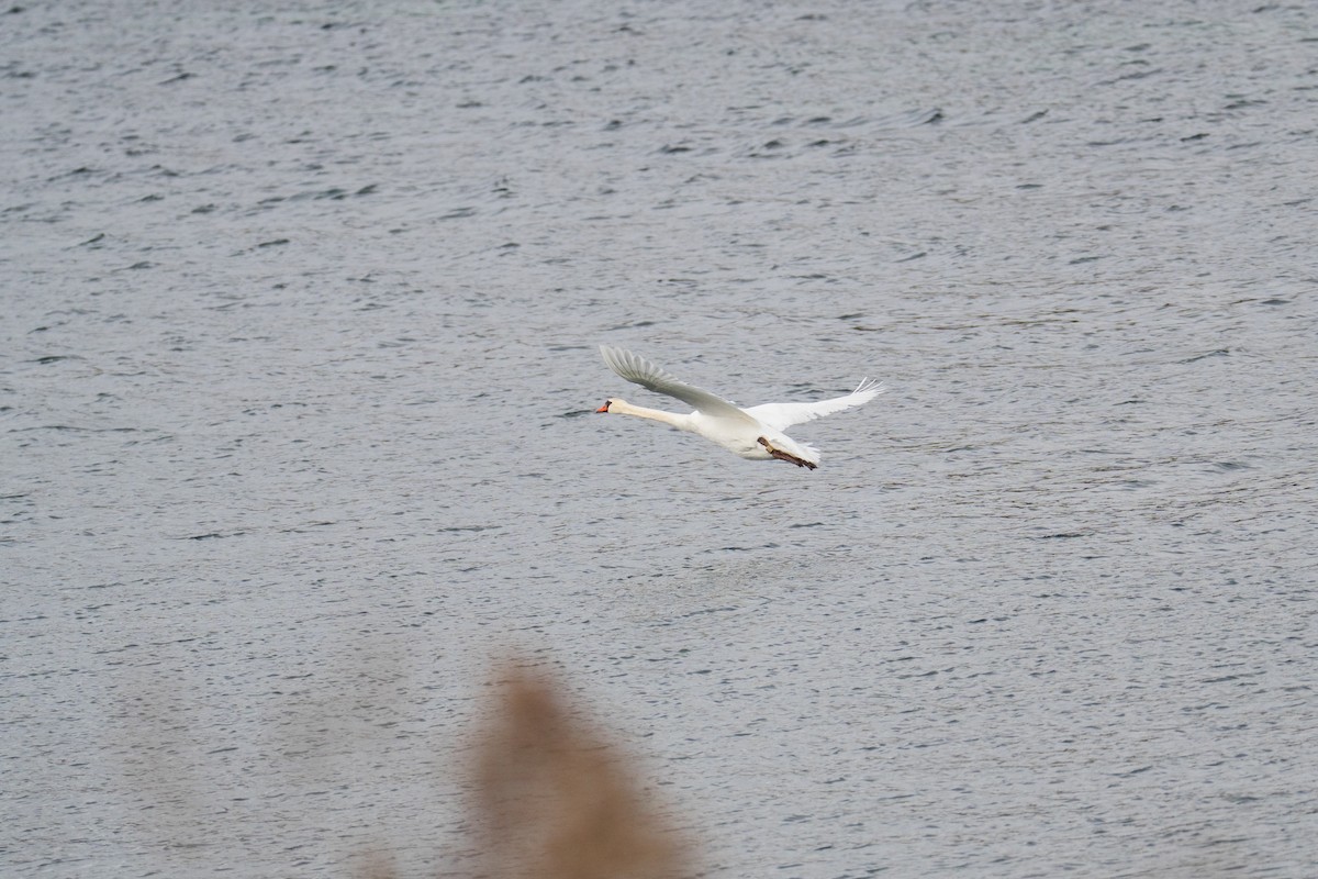 疣鼻天鵝 - ML646079651