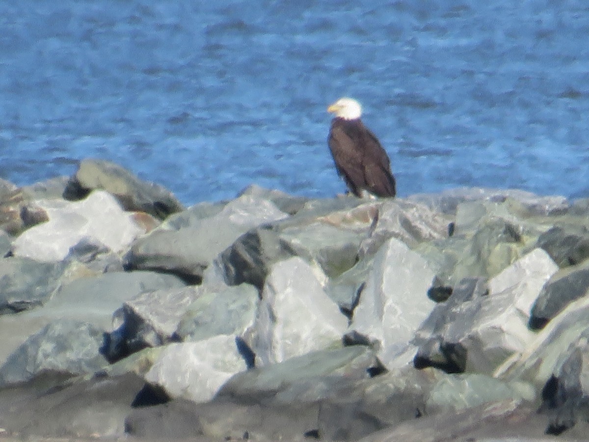 Bald Eagle - ML646079653