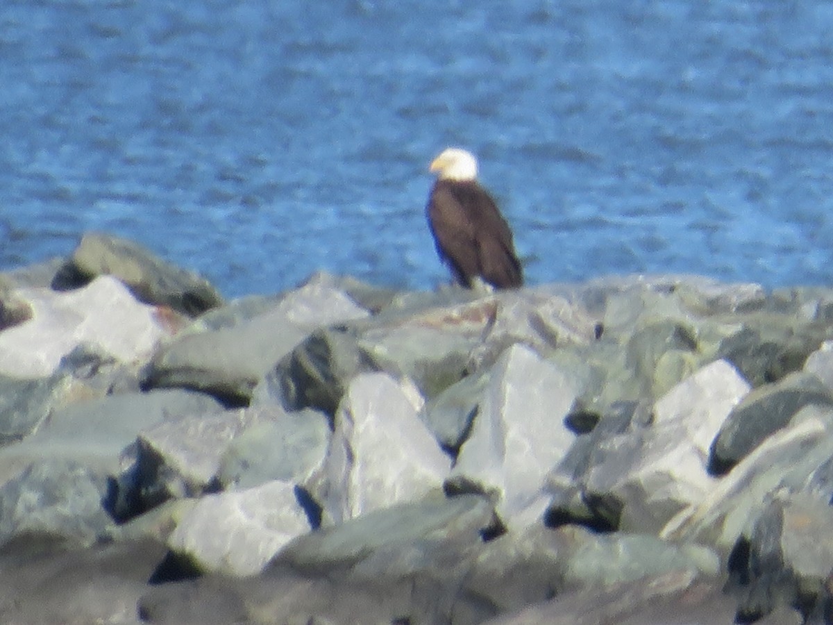 Bald Eagle - ML646079654