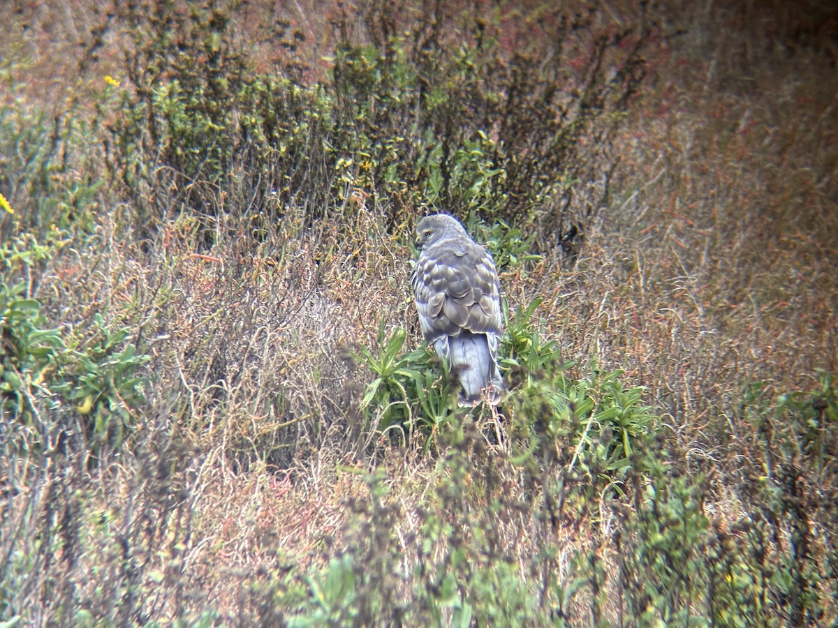 Northern Harrier - ML646079664