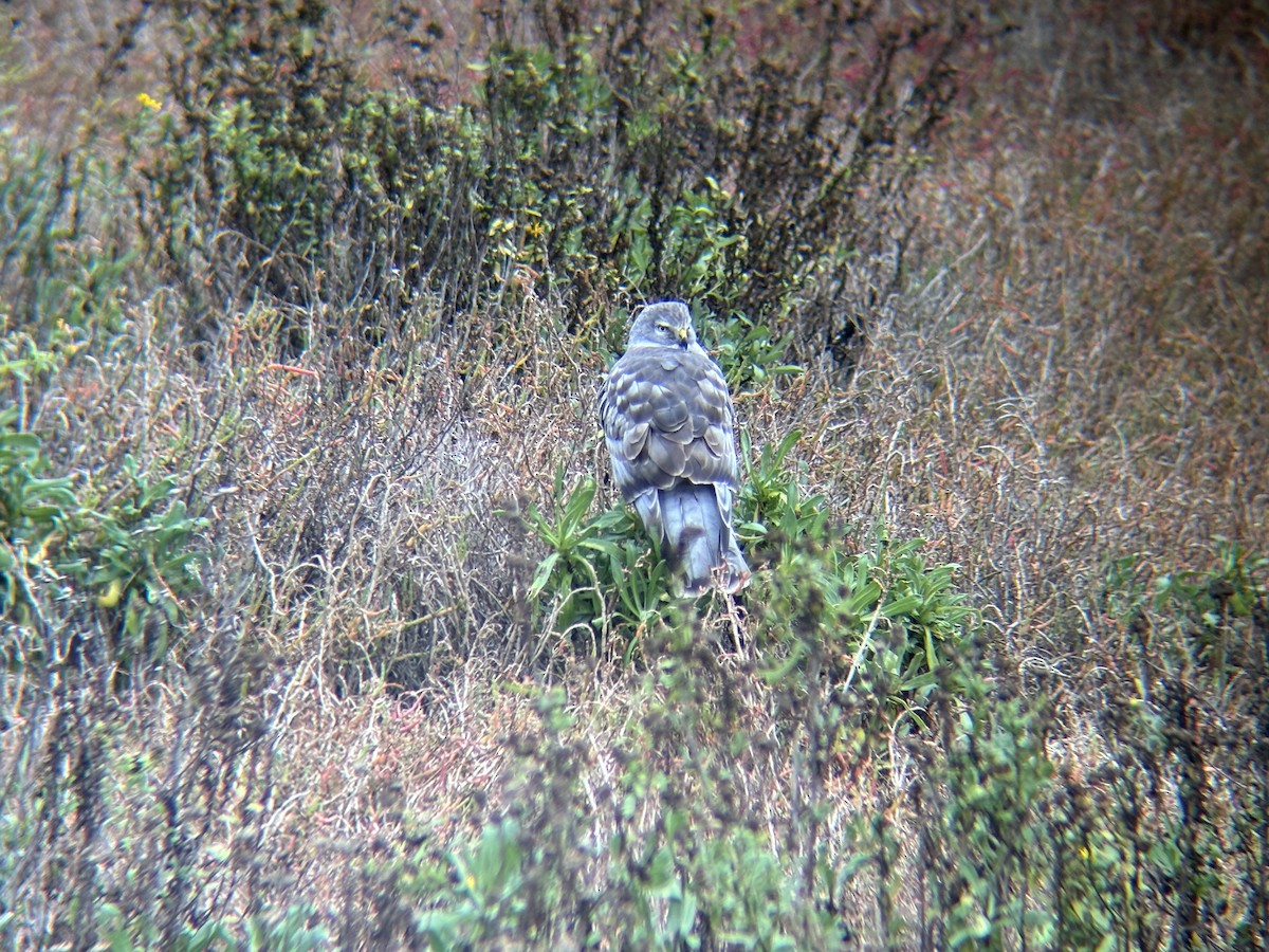 Northern Harrier - ML646079665