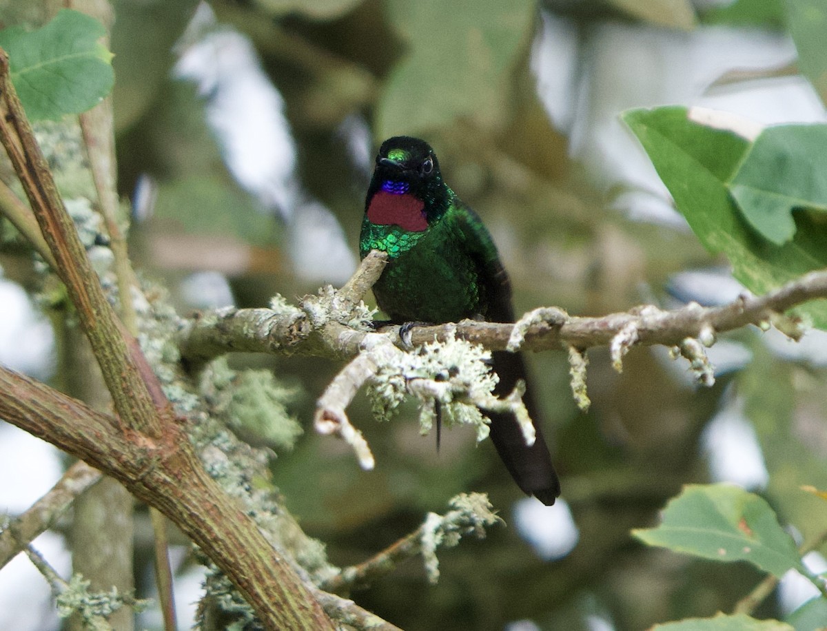 Tourmaline Sunangel - ML646079685