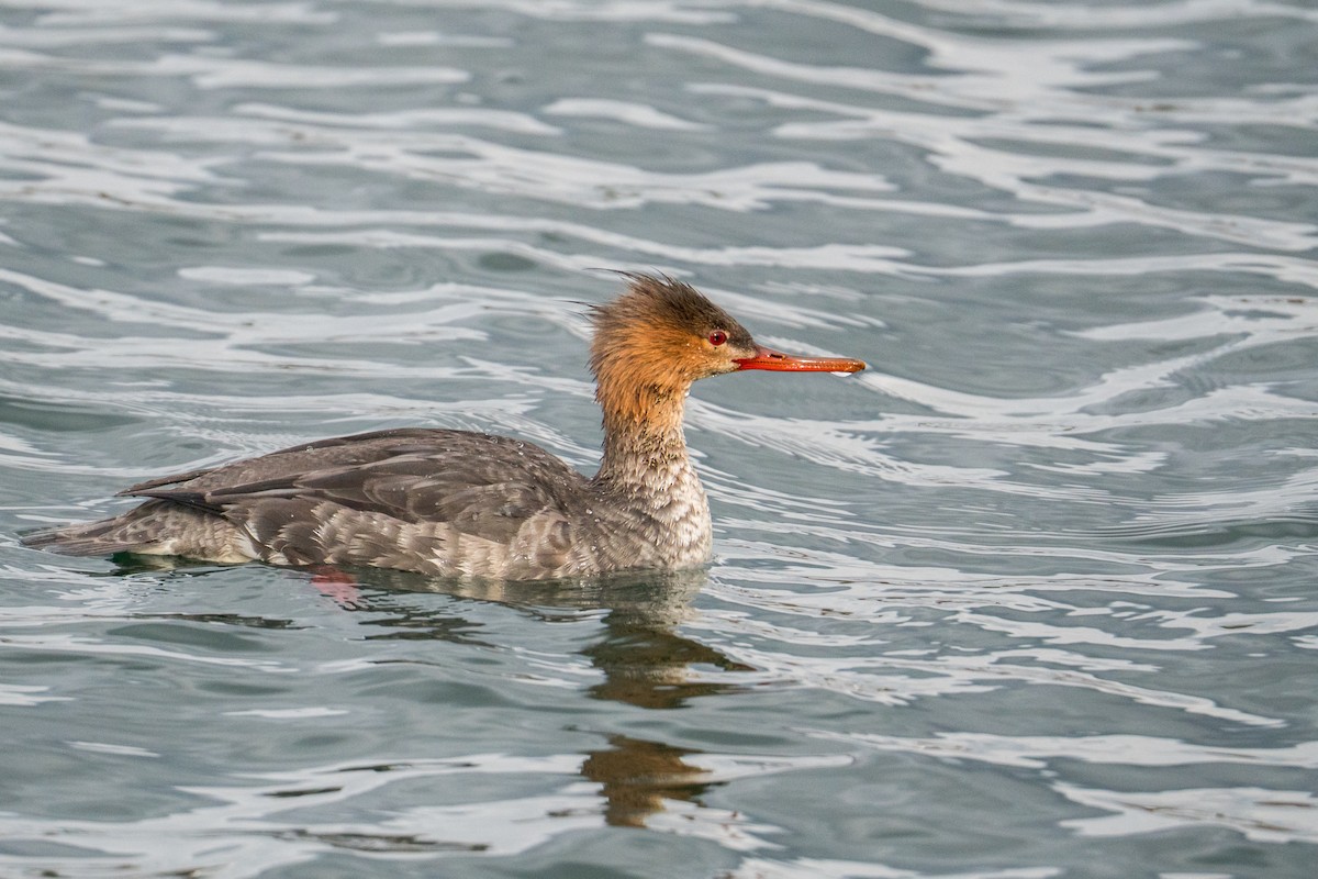 紅胸秋沙 - ML646079687