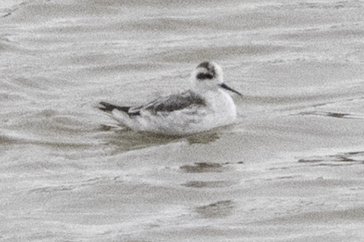 Red-necked Phalarope - ML646079689