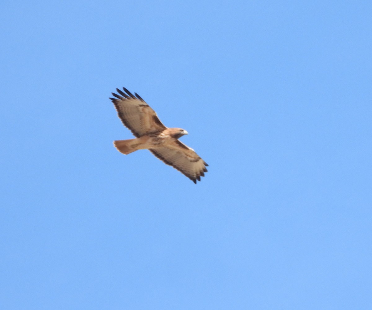 Poiana codarossa - ML646079691