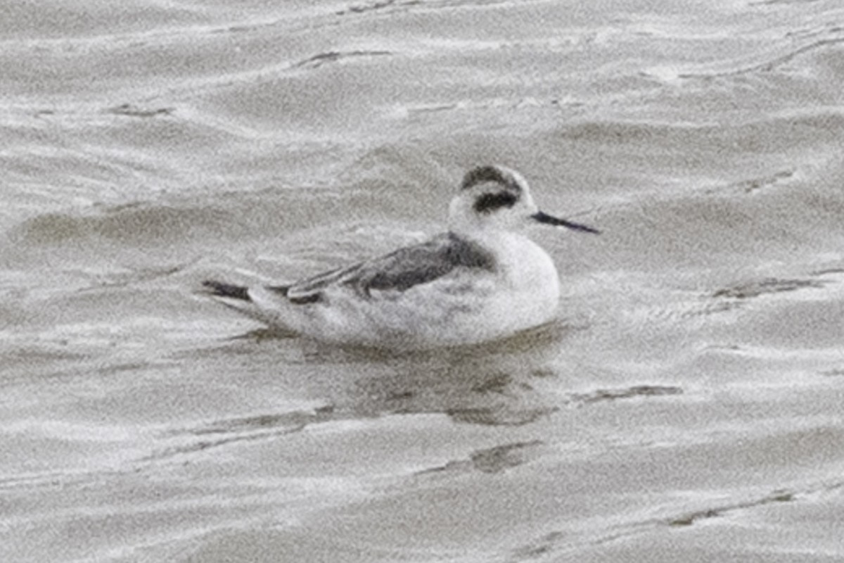Red-necked Phalarope - ML646079694