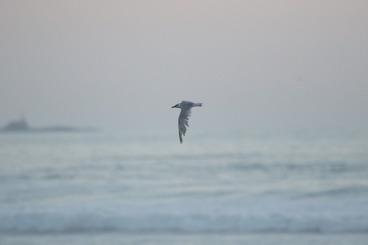 Gull-billed Tern - ML646079696