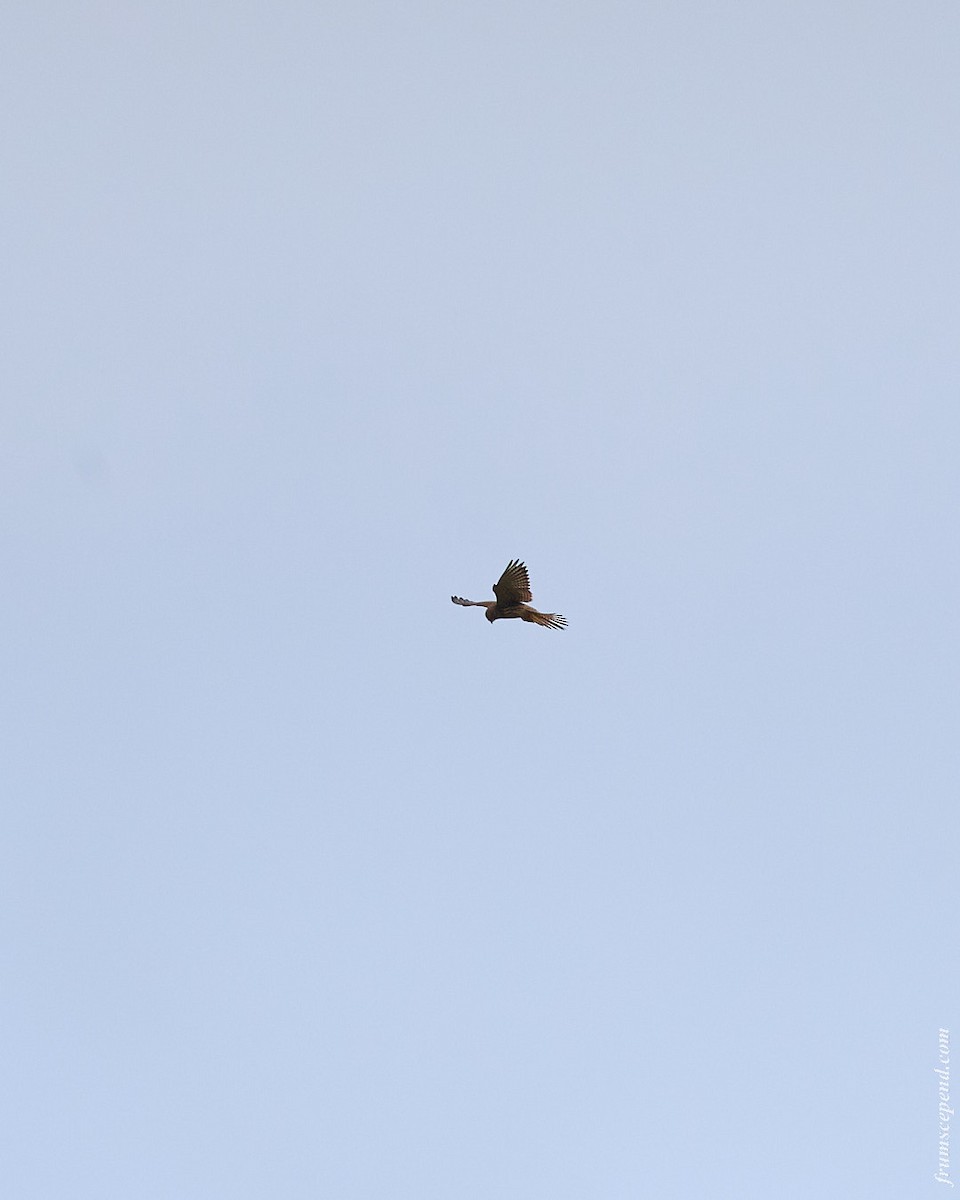 Eurasian Kestrel - ML646079699