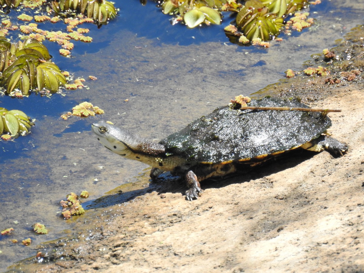 Hilaire's Side-necked Turtle - ML646079704