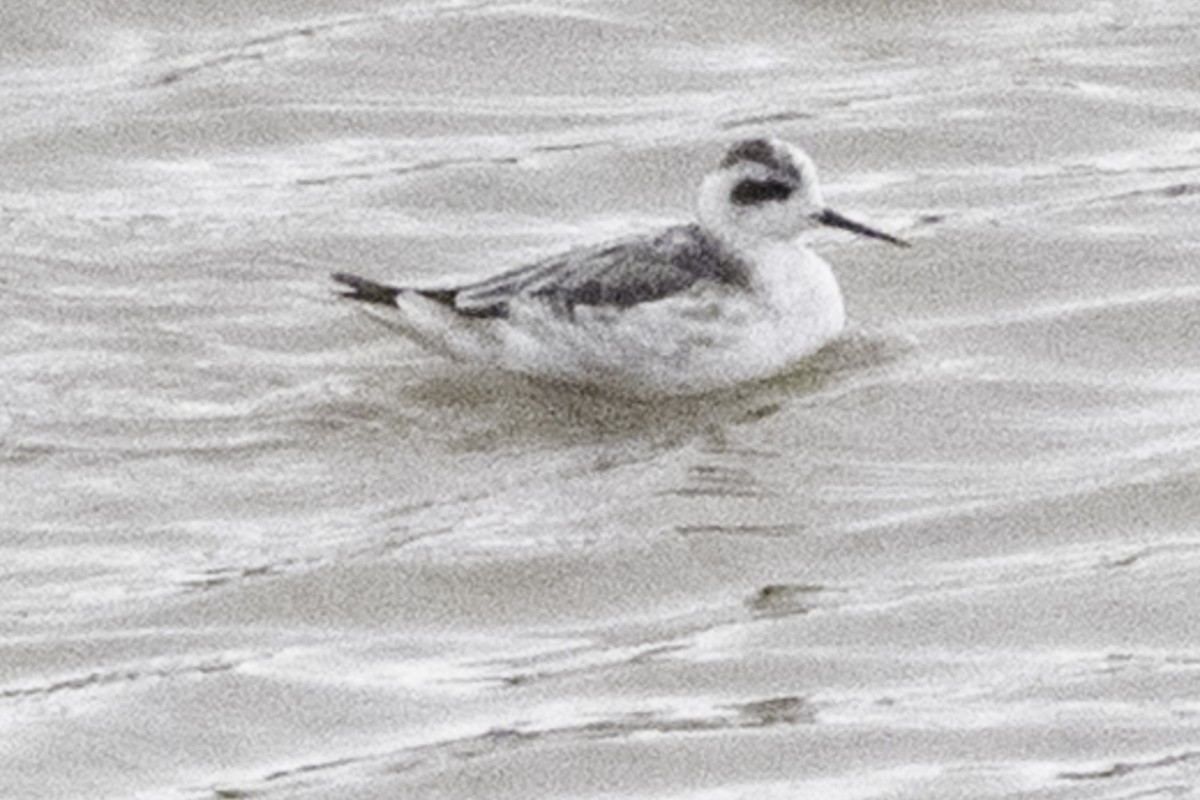 Red-necked Phalarope - ML646079705