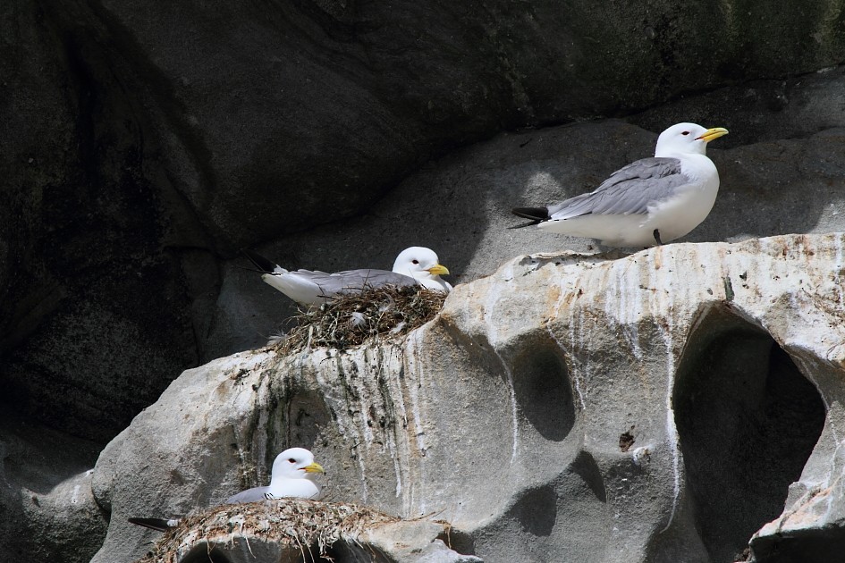 Моевка - ML646079706