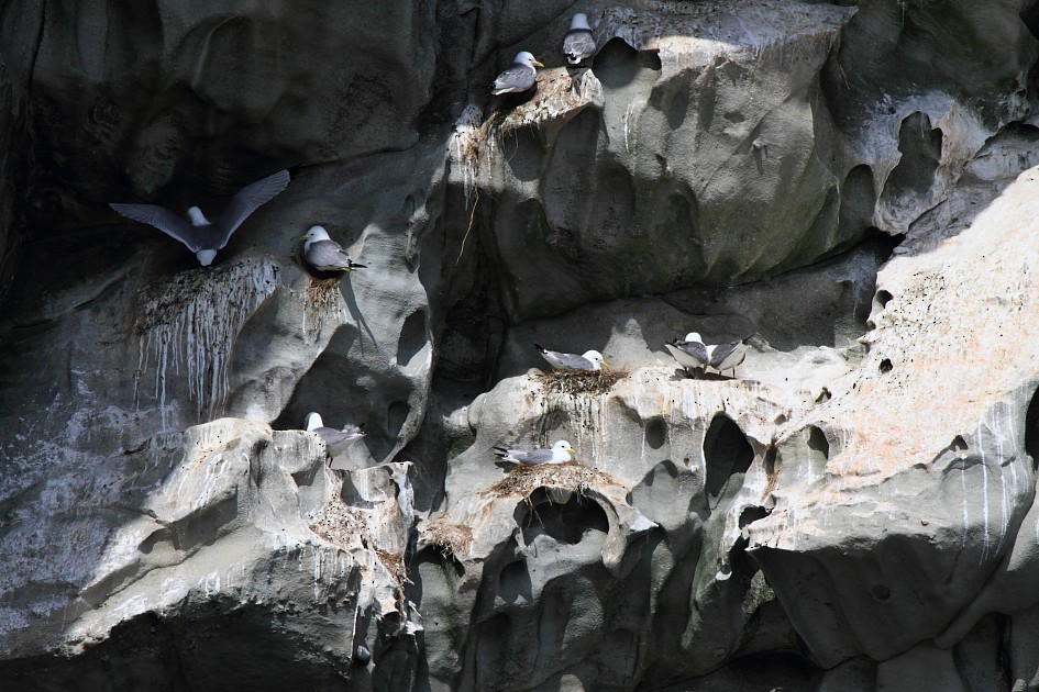 Моевка - ML646079708