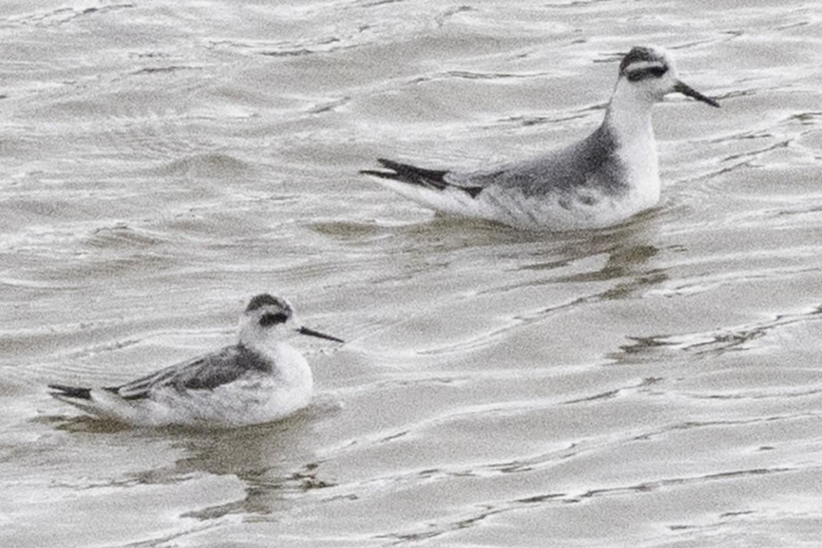 Red-necked Phalarope - ML646079716
