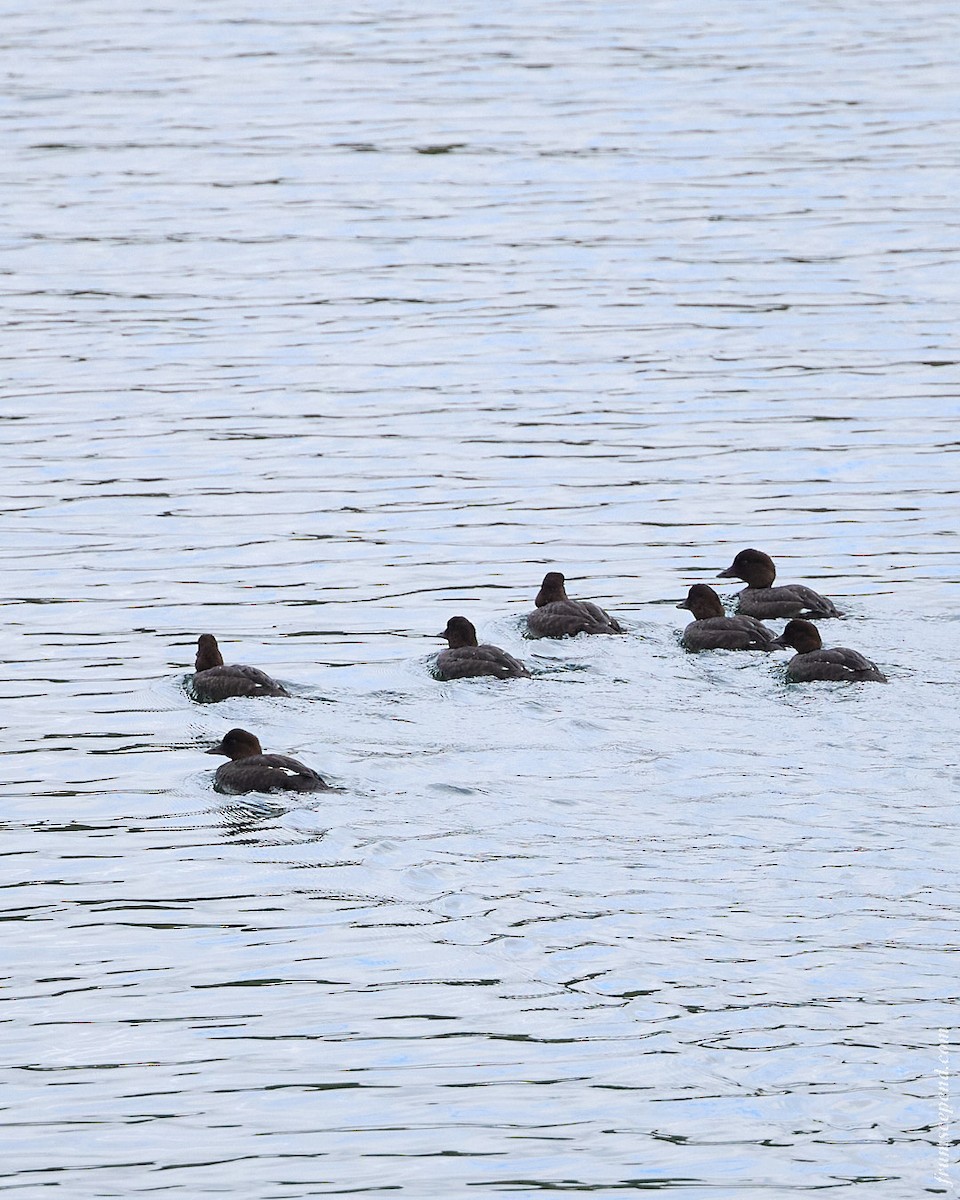 Common Goldeneye - ML646079717