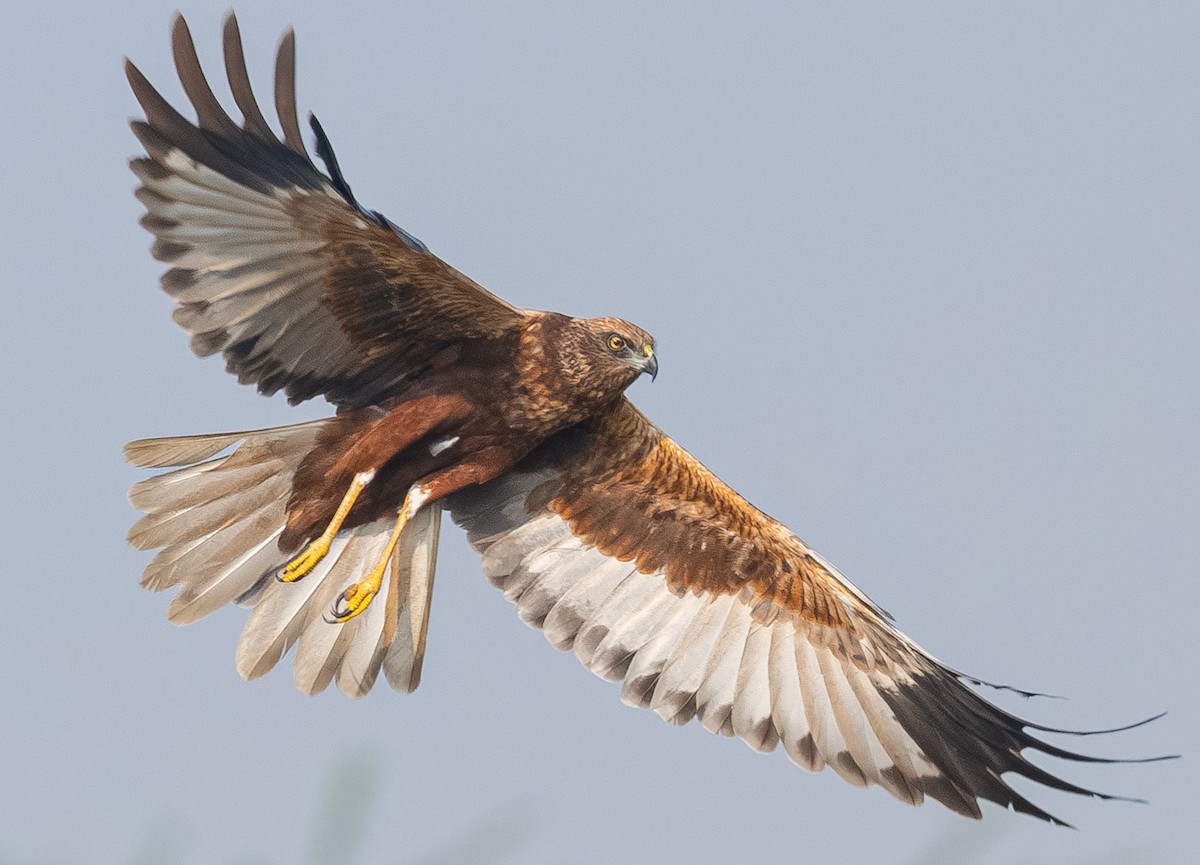 Western Marsh Harrier - ML646079719