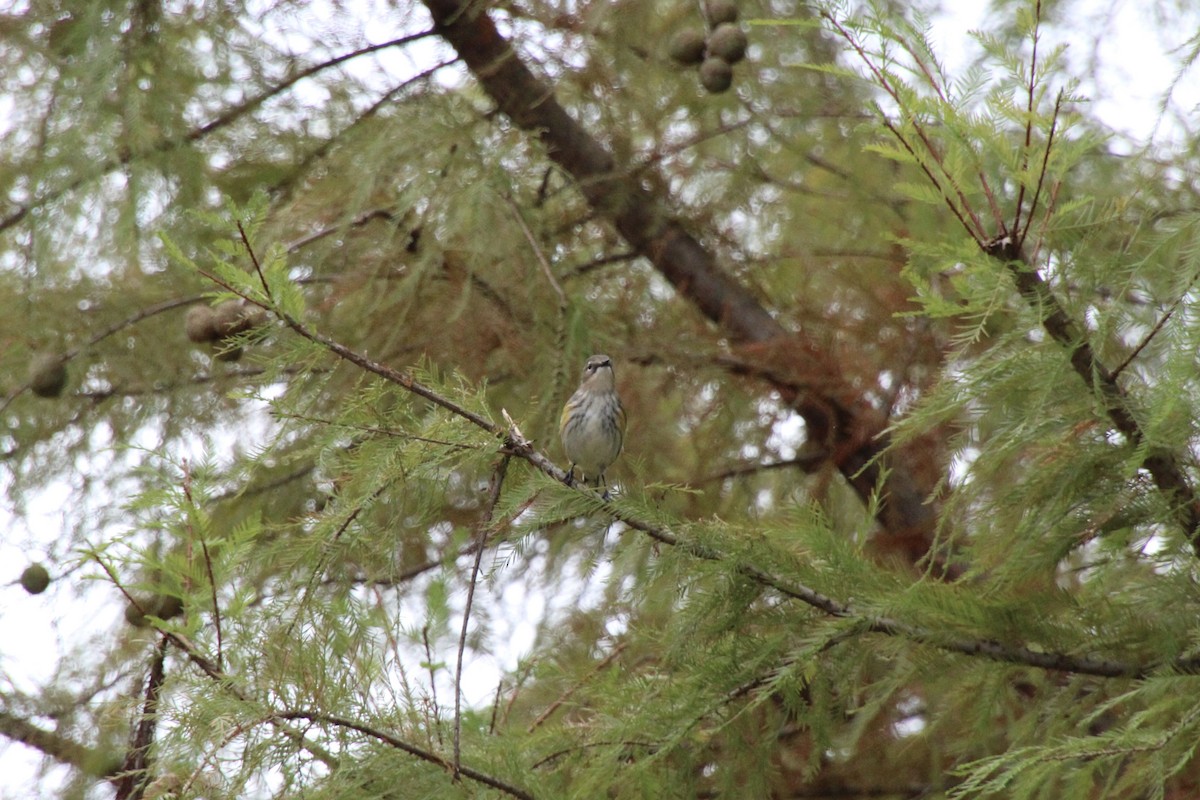 Yellow-rumped Warbler - ML646079721