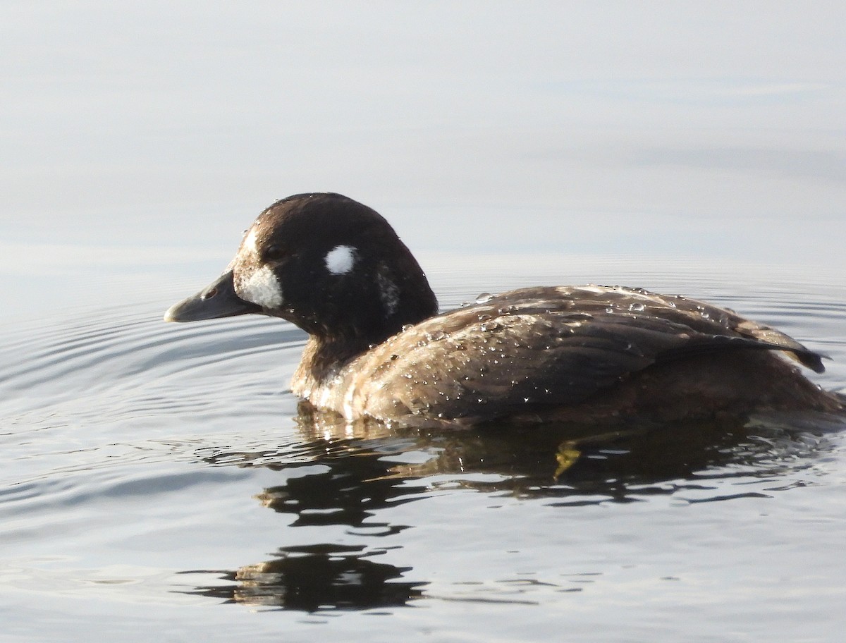 Harlequin Duck - ML646079722