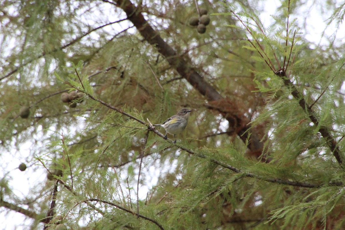 Yellow-rumped Warbler - ML646079723