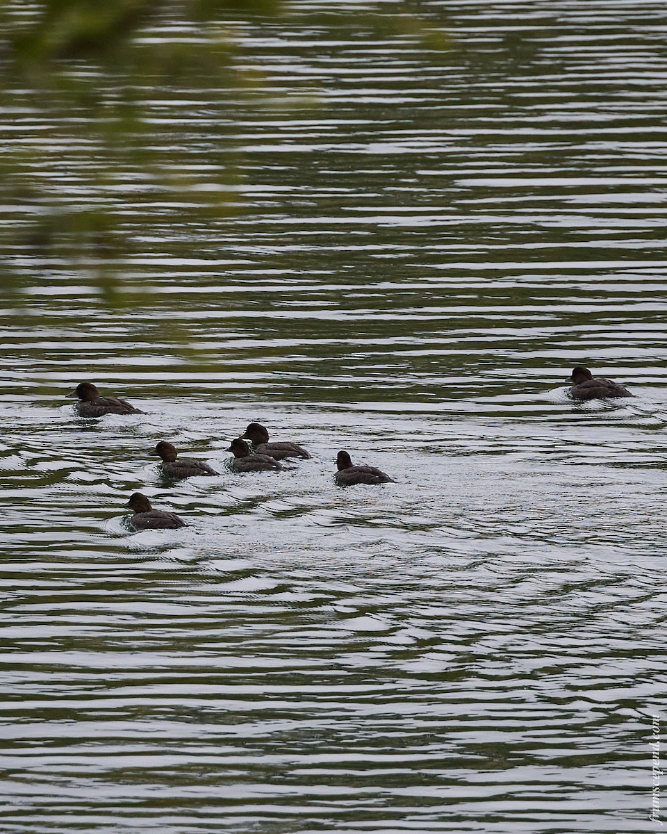 Common Goldeneye - ML646079730
