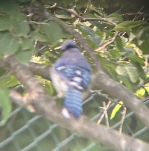 Сизойка блакитна - ML646079731