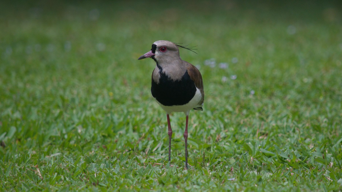 Southern Lapwing - ML646079733