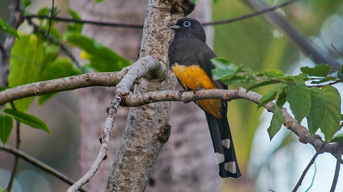 Black-headed Trogon - ML646079736