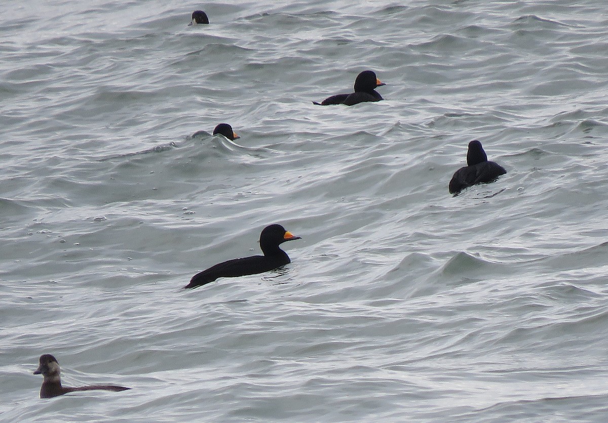 turpan žlutozobý - ML646079740