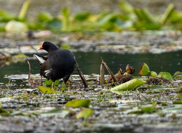 Gallinule d'Amérique - ML646079749