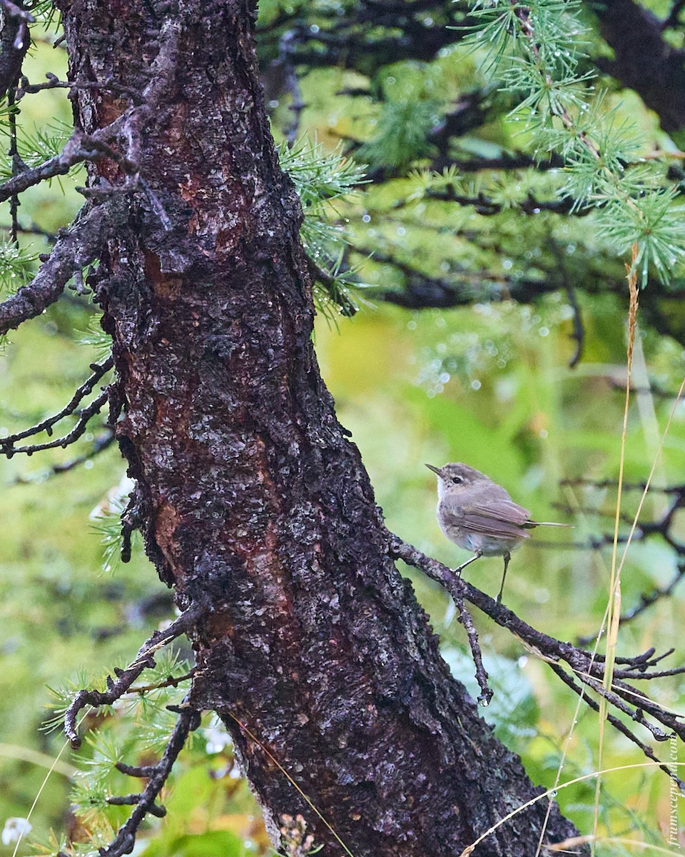 Common Chiffchaff - ML646079750